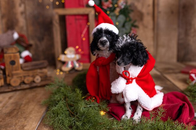 Des chiots de caniche miniatures mignons passent du temps à la maison, des vacances, un cadre de Noël, un animal de compagnie élégant et heureux.