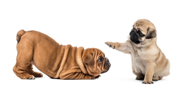 Chiots carlin et bouledogue jouant, isolé sur blanc