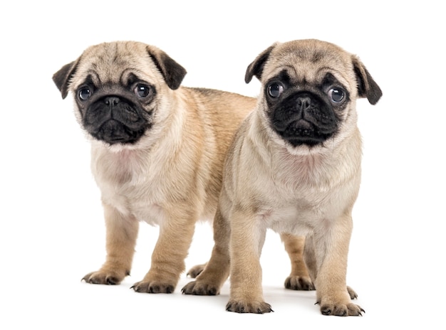 Chiots carlin côte à côte, isolés sur blanc