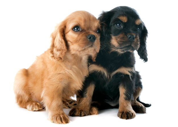 Chiots cavalier king charles