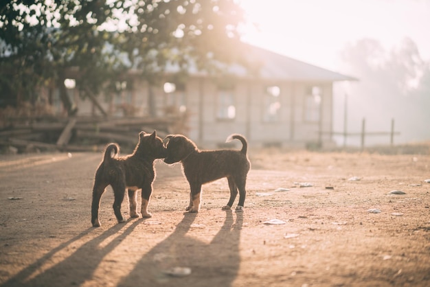 Les chiots sur le champ pendant la journée ensoleillée