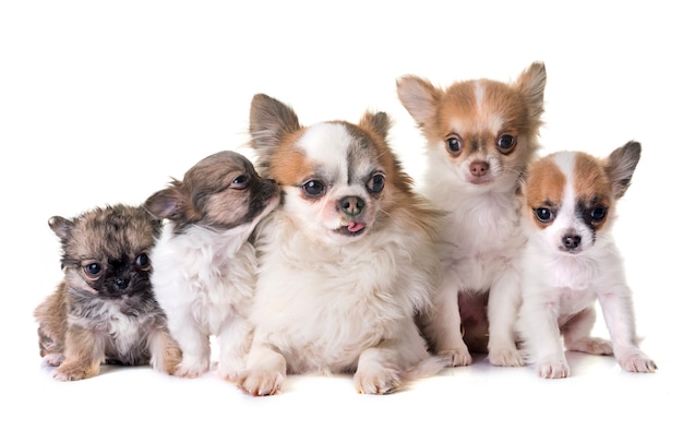 chiots chihuahua et adultes