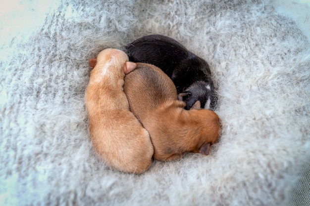 Chiots Chihuahua nouveau-nés dormant sur un châle gris chaud et moelleux, vue du dessus.
