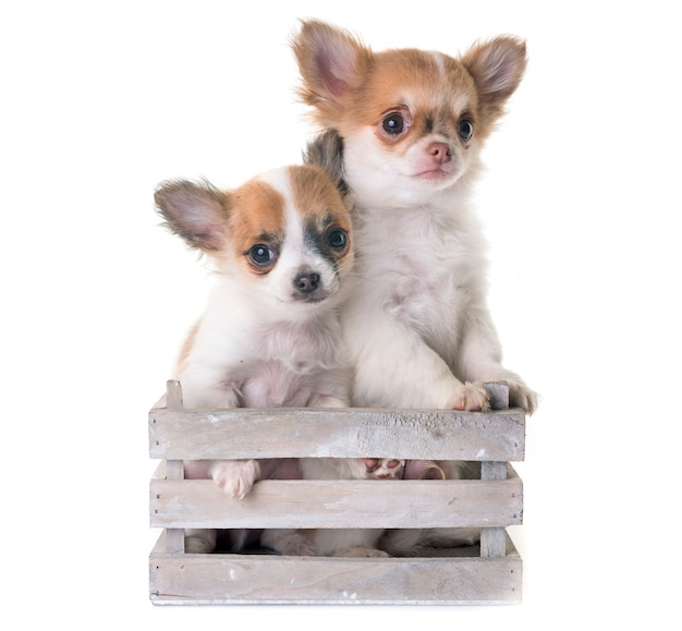 chiots chihuahua en studio