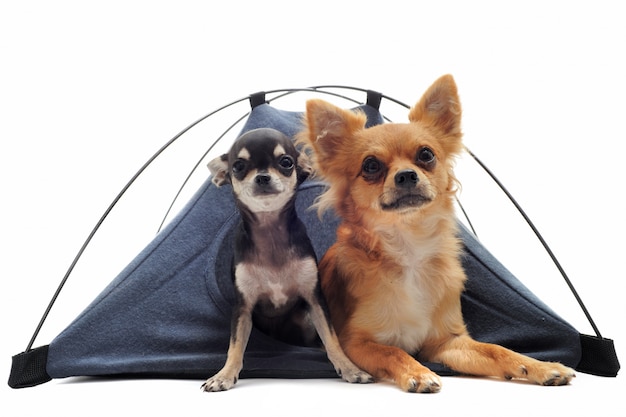 Chiots et chihuahuas adultes sous tente