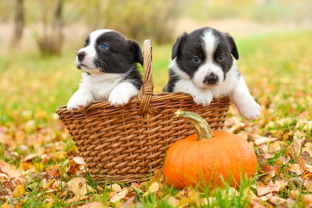 Chiots Corgi avec des citrouilles dans la nature