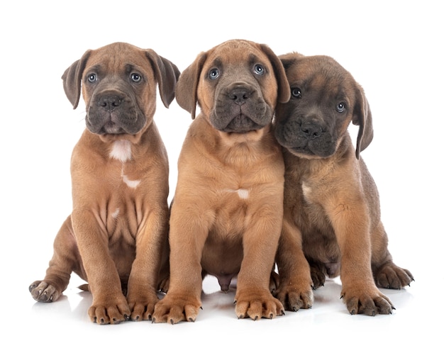 Chiots corso canne sur fond blanc