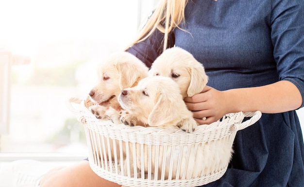 Chiots dans un panier blanc