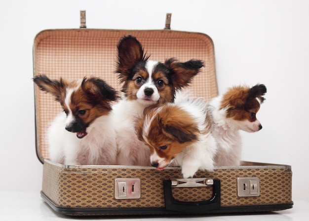 Chiots dans la valise