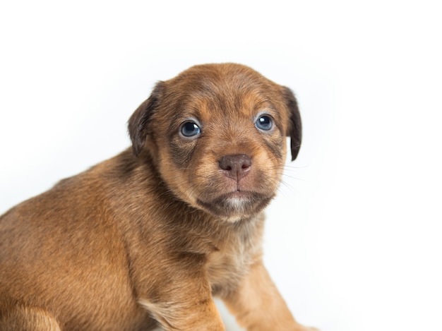 Chiots drôles de Parson Russell Terrier devant le fond blanc