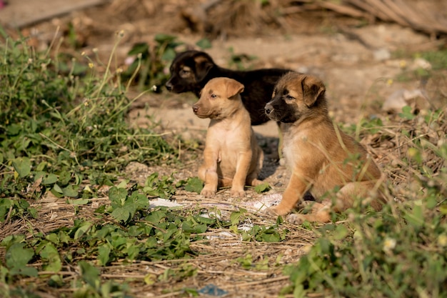 Chiots errants bruns assis sur le sol