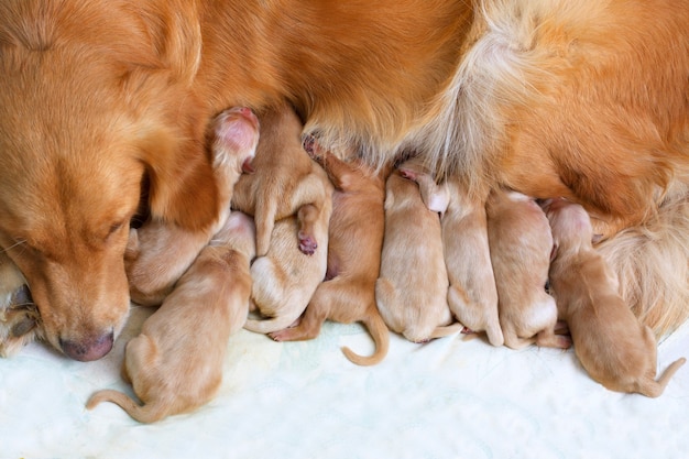 chiots golden retriever