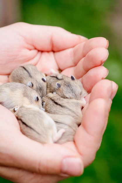 Photo des chiots de hamster