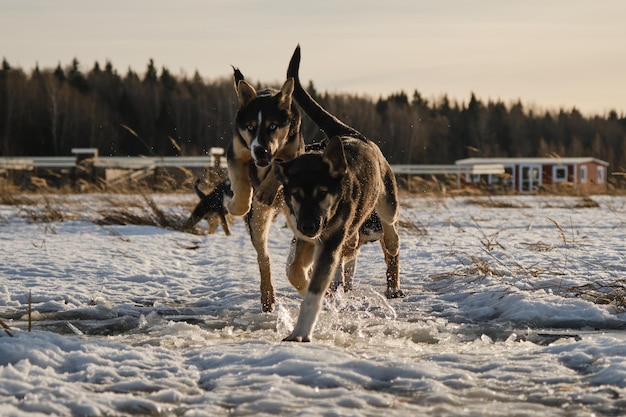 Chiots husky d'Alaska même portée marcher dans la neige dans le champ Les jeunes chiens s'amusent