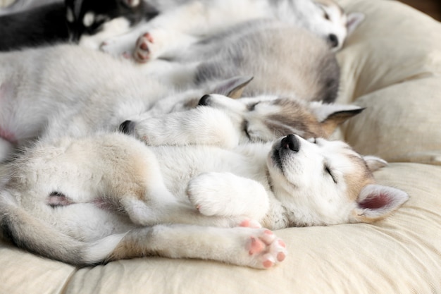 Chiots Husky mignons dormant à la maison