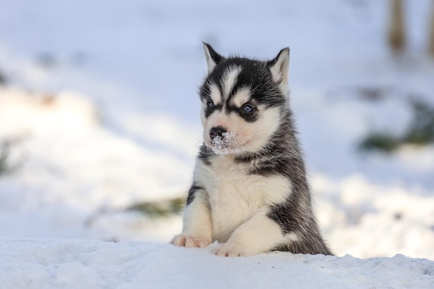 Les chiots Husky de Sibérie jouent l'hiver Prendre soin des autres et dévotion