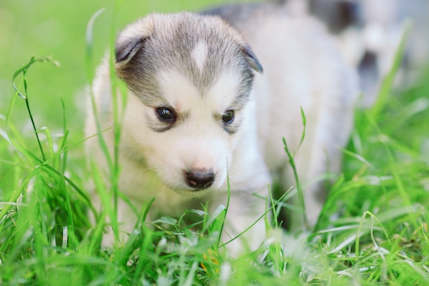 Chiots husky sibérien sur l'herbe verte.