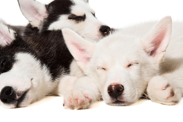 Chiots husky sibérien