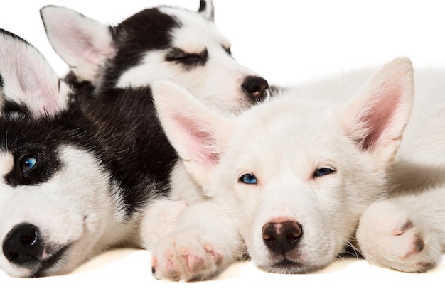 Chiots husky sibérien