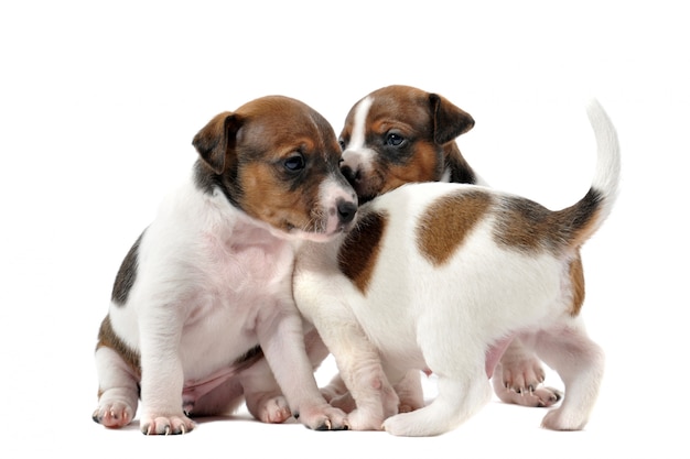 Chiots jack russel terrier