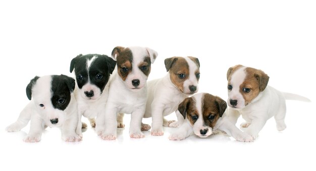 Chiots Jack Russel Terrier