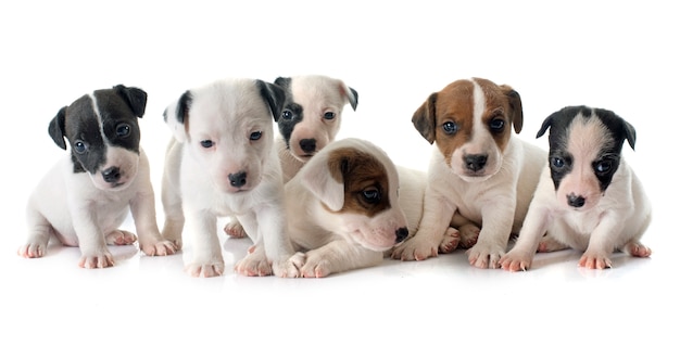 chiots jack russel terrier