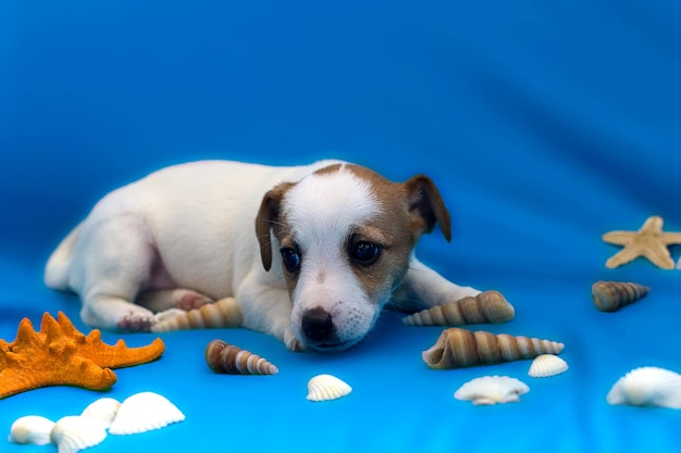 Chiots Jack Russell sur fond bleu