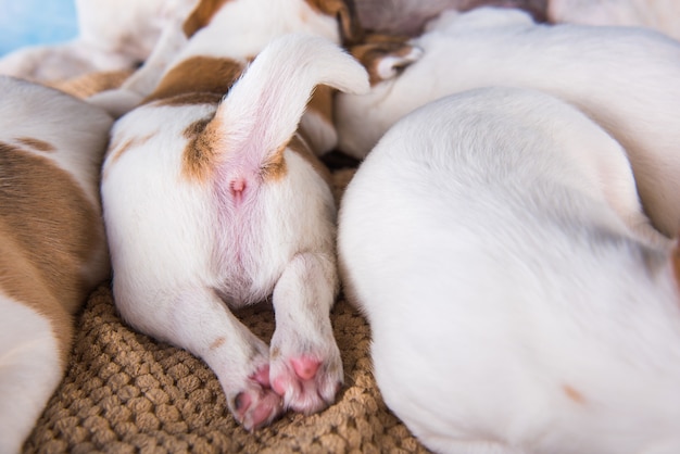 Les chiots Jack Russell Terrier dorment doucement sur un lit moelleux