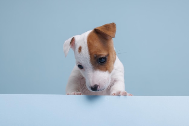 Chiots jack russell terrier sur fond bleu