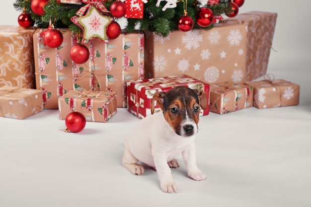 chiots jack russell terrier à l'intérieur du nouvel an