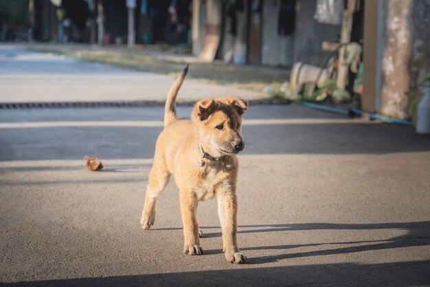 Des chiots jouant dans les poubelles ont l'air sale, bâclé et en lambeaux