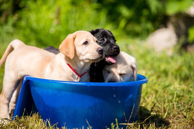 Photo chiots labrador nageant dans un bol d'eau adorables jeunes chiots mignons à l'extérieur dans la cour prenant un bain