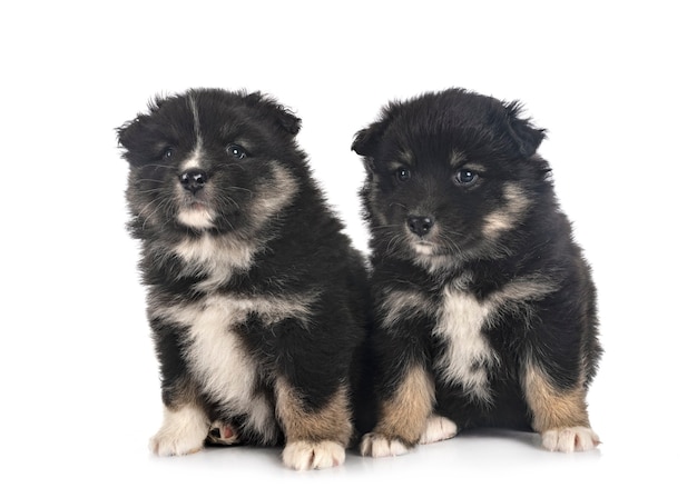 Chiots Lapphund finlandais devant le mur blanc