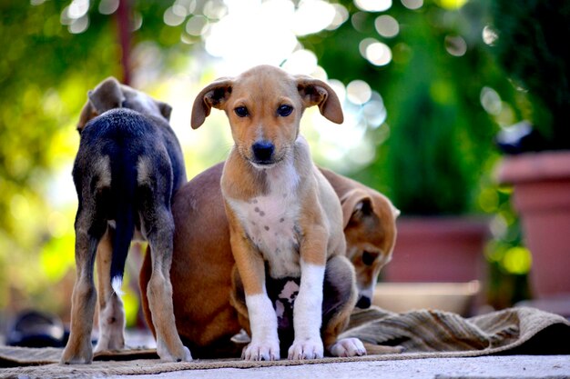 Photo des chiots ludiques le matin.