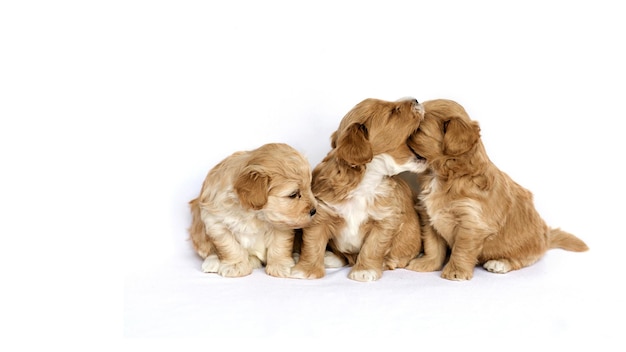 Chiots Maltipu devant un fond blanc