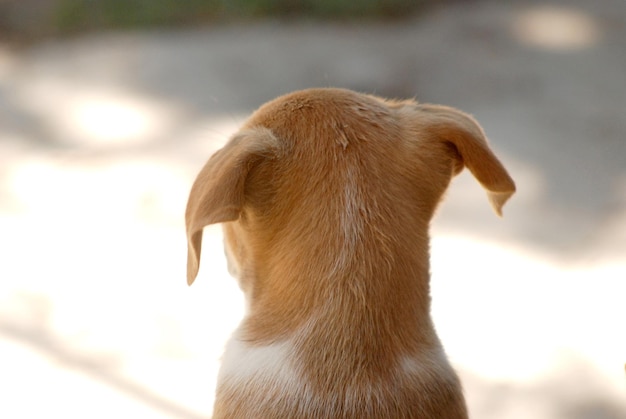 Des chiots mignons, des animaux de compagnie et des animaux.