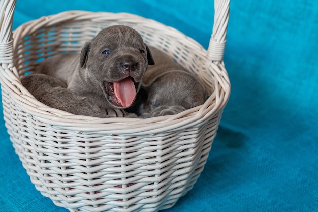 Photo chiots mignons cane corso dans un panier. fond bleu