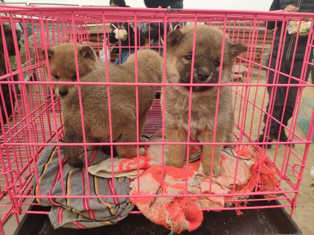 Des chiots mignons dans une cage