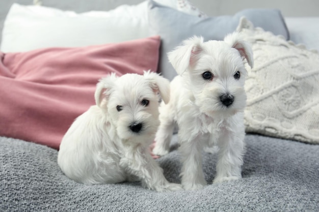 Chiots mignons sur le lit à la maison