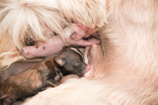 Chiots nouveau-nés Chien chinois à crête sucer le lait maternel