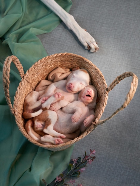 Chiots nouveau-nés dans le décor chien lévrier espagnol