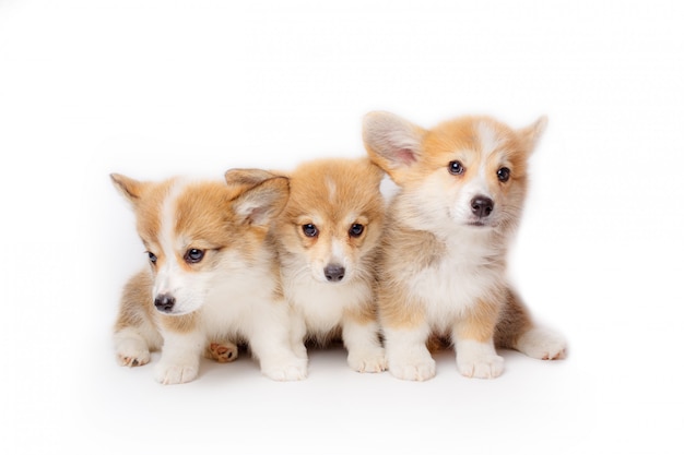 Chiots Pembroke Welsh Corgi assis