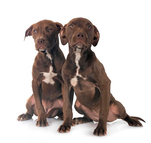 chiots de pitbull terrier américain