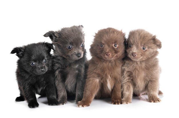 Chiots pomeranian