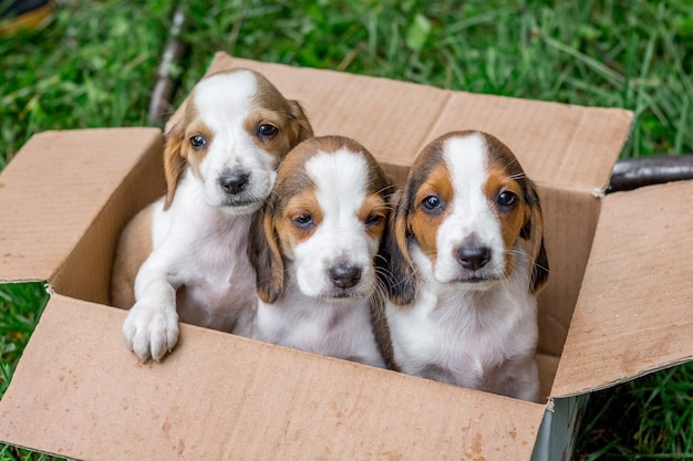 Les Chiots Pur-sang Sont Des Chiens Estoniens Dans Une Boîte En Carton. Vente De Jeunes Chiens