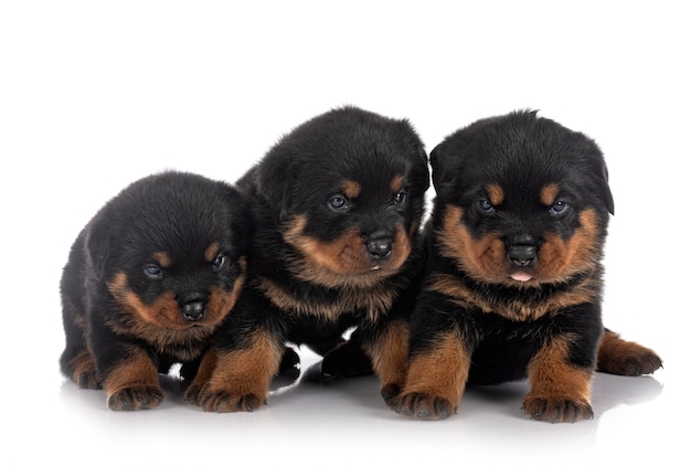 Chiots rottweiler devant le mur blanc