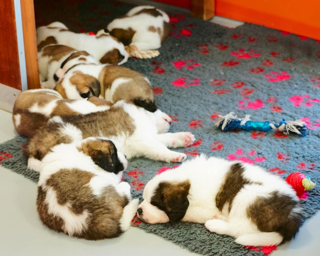 Chiots Saint Bernard dormant à l'élevage, Martigny, en Suisse