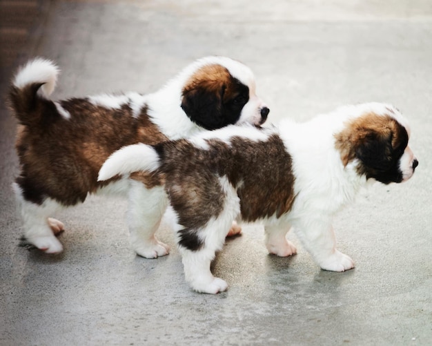 Chiots Saint Bernard jouant au chenil d'élevage à Martigny, près du col du Grand Saint-Bernard dans les Alpes en Suisse