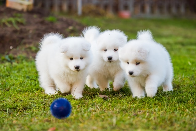 Les chiots samoyèdes blancs moelleux jouent avec une balle