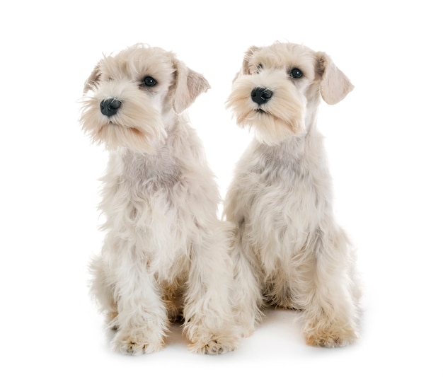 chiots schnauzer miniature blanc